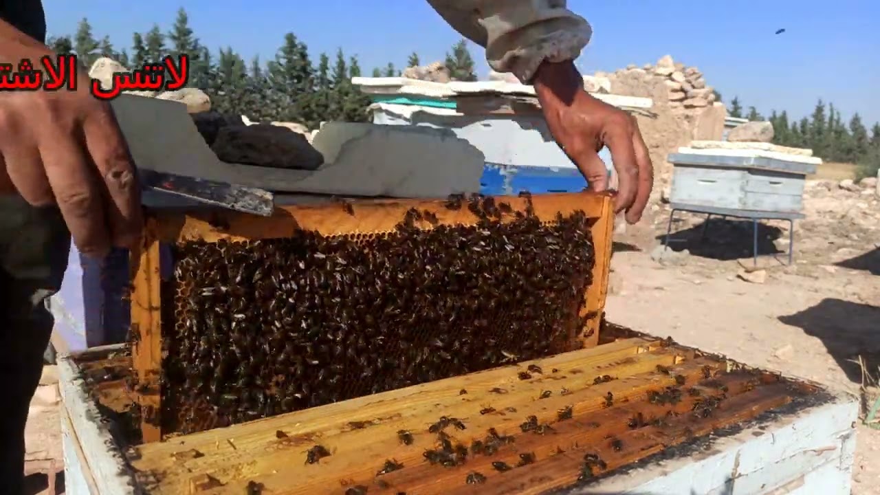 عشرة اعمال يقوم بها النحال لتحضير نحله في فصل الخريف
