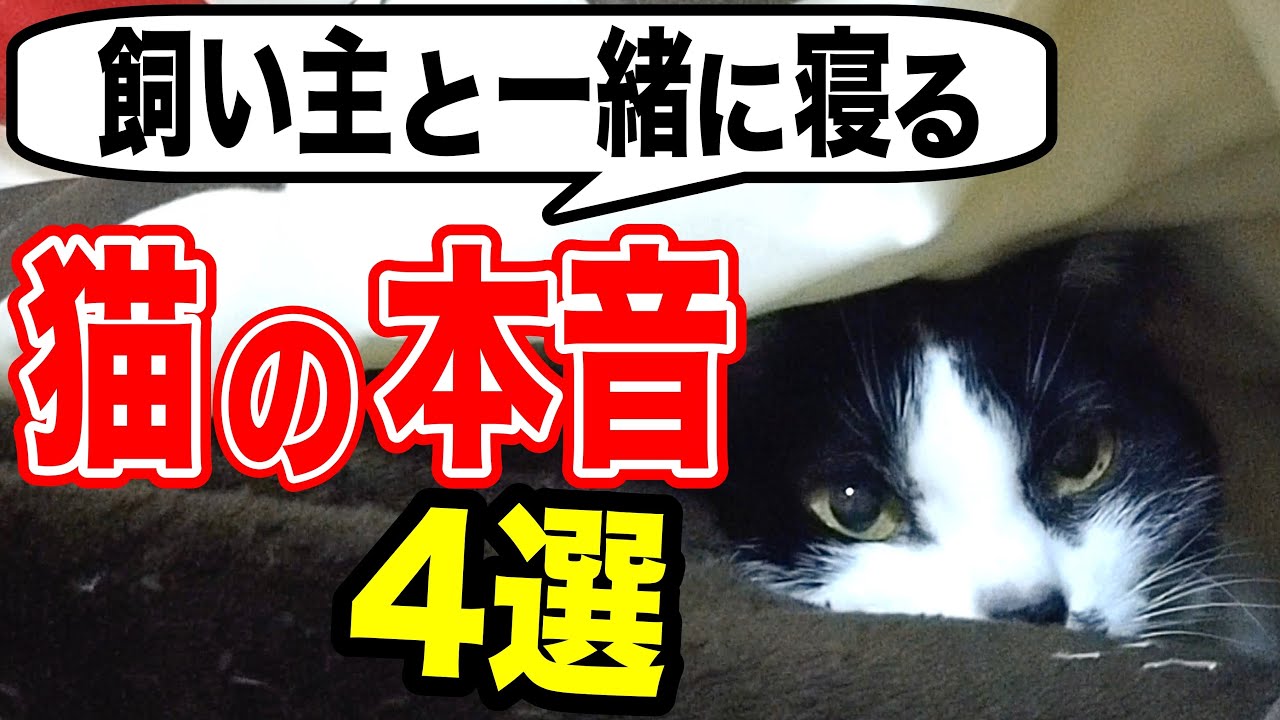 猫が飼い主と一緒に寝る4つの理由を獣医師が解説します