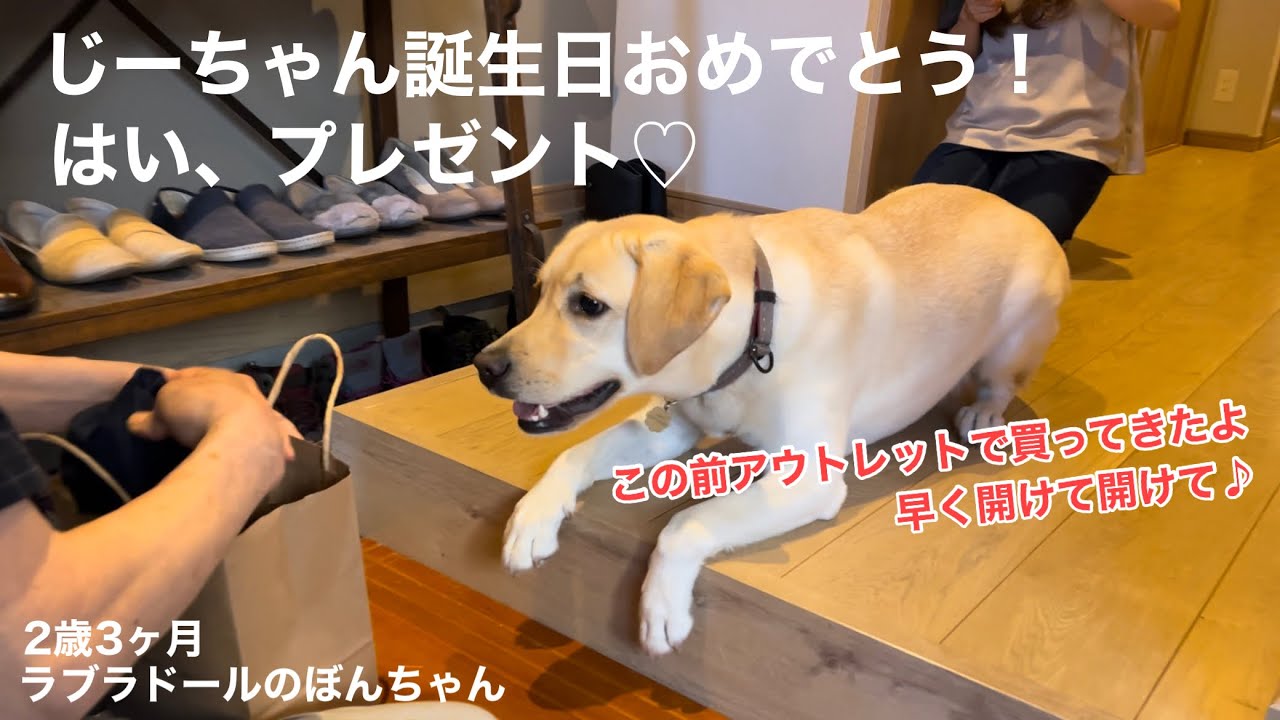 【ラブラドール#103】じーちゃん誕生日(＆父の日)おめでとう！はい、プレゼント★ラブラドールレトリバー　labrador retriever 大型犬  日常　アウトレットモール