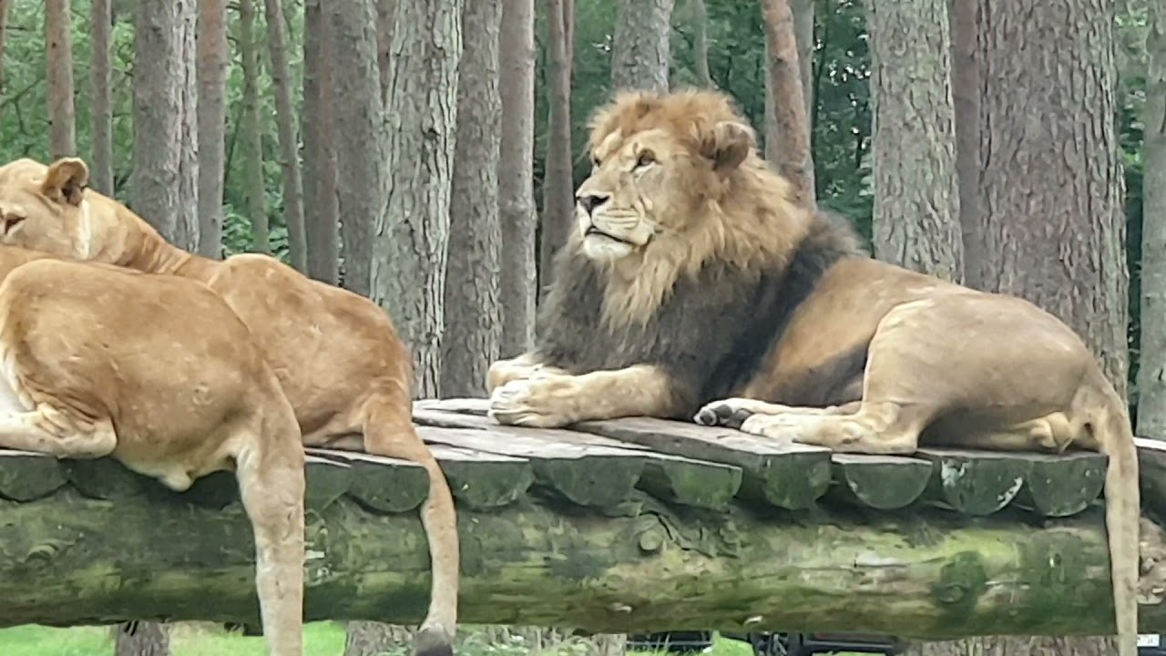 Serengeti Park Hodenhagen in Deutschland /  حديقة حيوانات وملاهي هودينهاغن في المانيا
