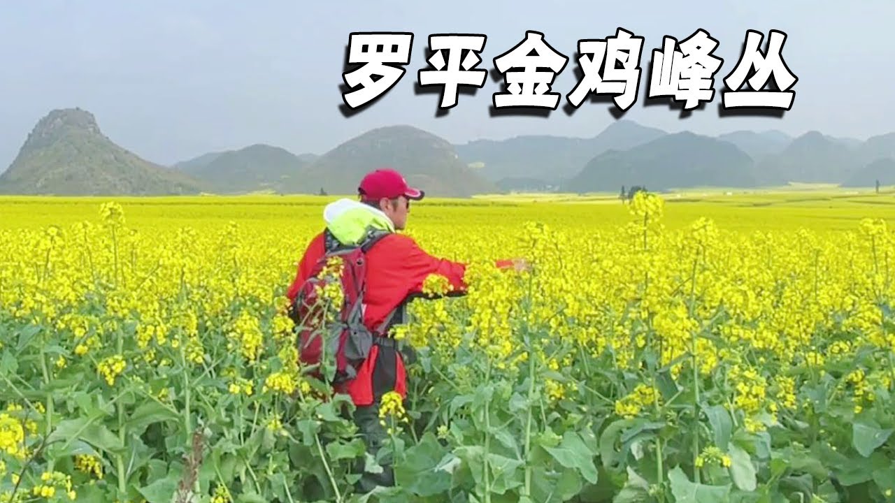 罗平金鸡峰丛，这里的油菜花田太美了，来过这里其他不用去了【行走世界的北京老刘】