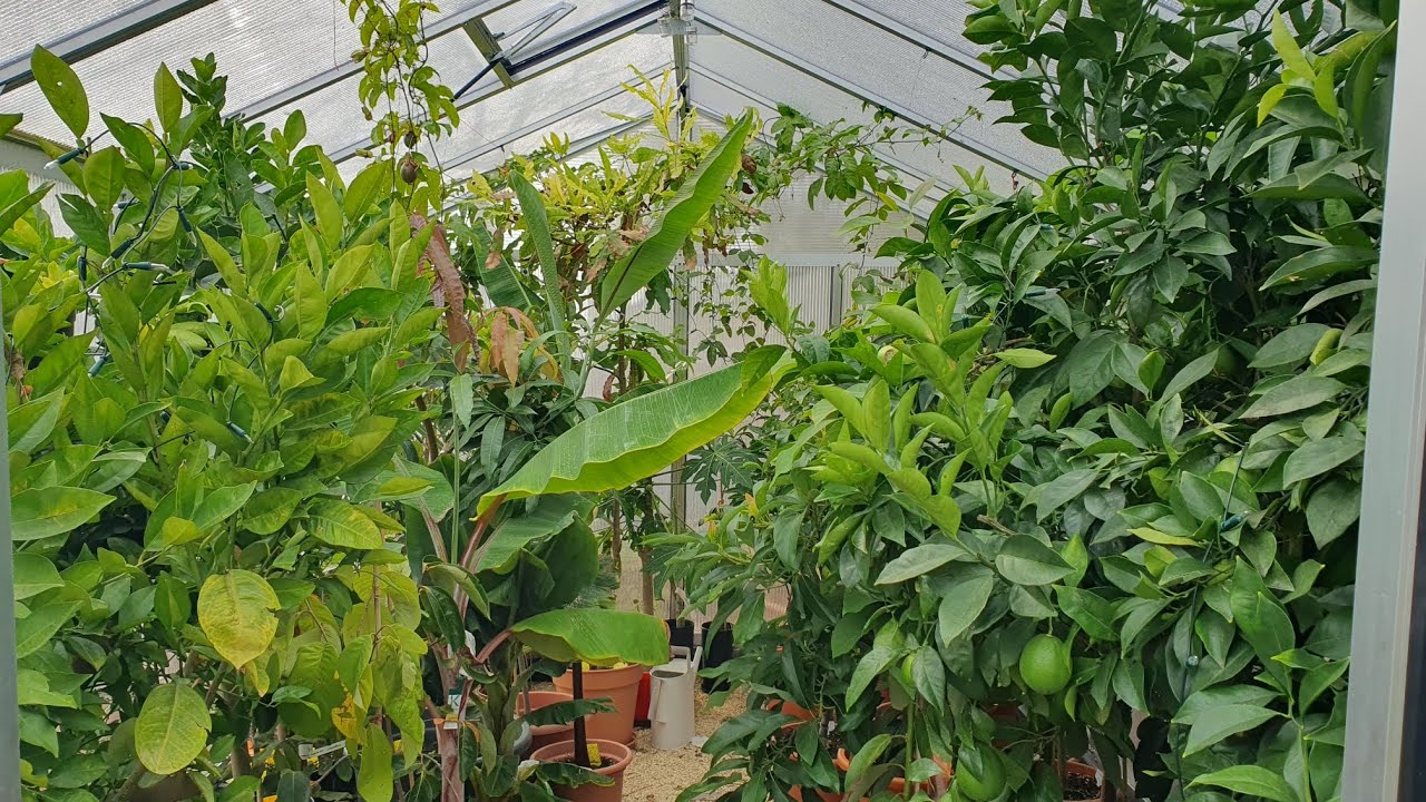 Tropische und Exotische Pflanzen/Früchte im Gewächshaus anbauen. Herbstrundgang. Der Winter kommt.