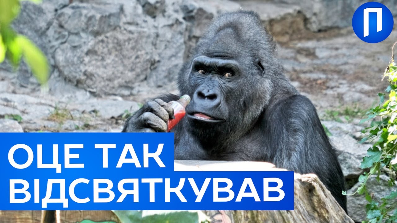Це РОЗІРВАЛО МЕРЕЖУ! Горила Тоні СВЯТКУЄ свій 51 ДЕНЬ НАРОДЖЕННЯ у Київському зоопарку  | Подробиці