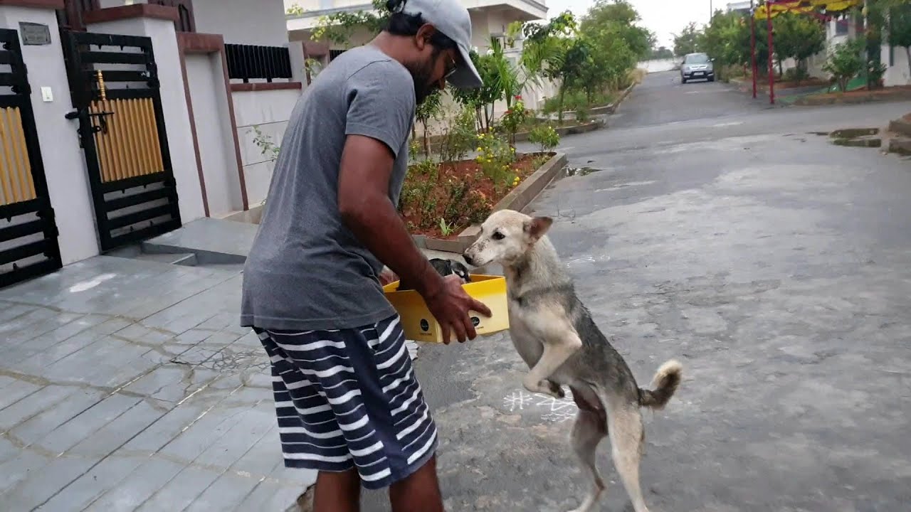 Mother Dog Asked Me to Take Care of Her Babies || We Saved Puppies From Heavy Rain || ShashiMourya