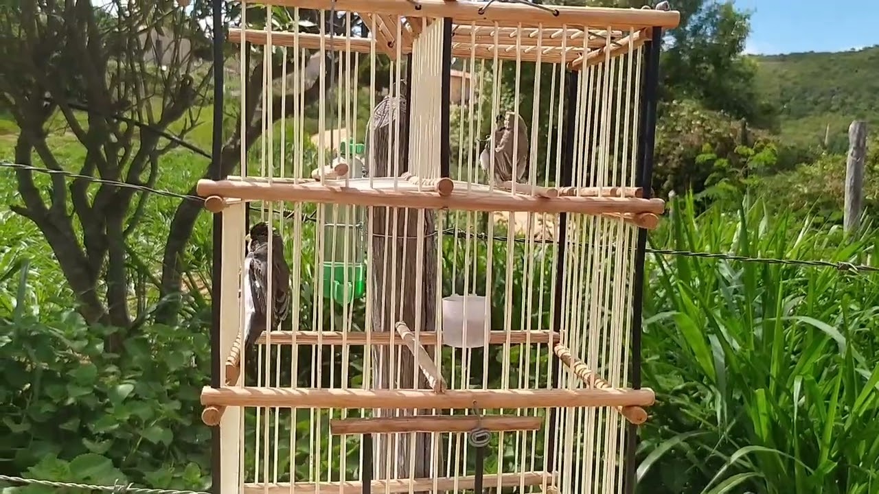 Peguei mas um golinha pardinho na gaiola de 2 alçapão💥