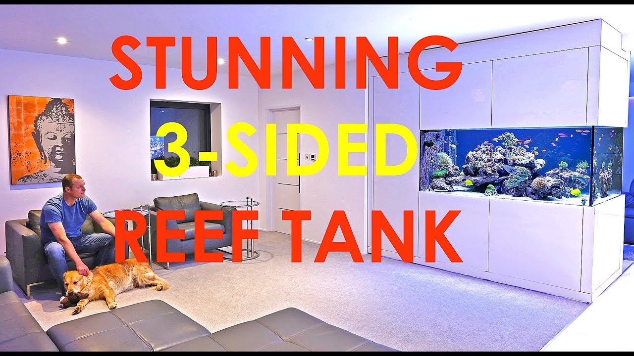 STUNNING Reef Tank Viewable From 3 Sides