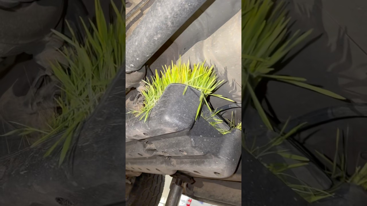 Early signs of spring in the motor trade!