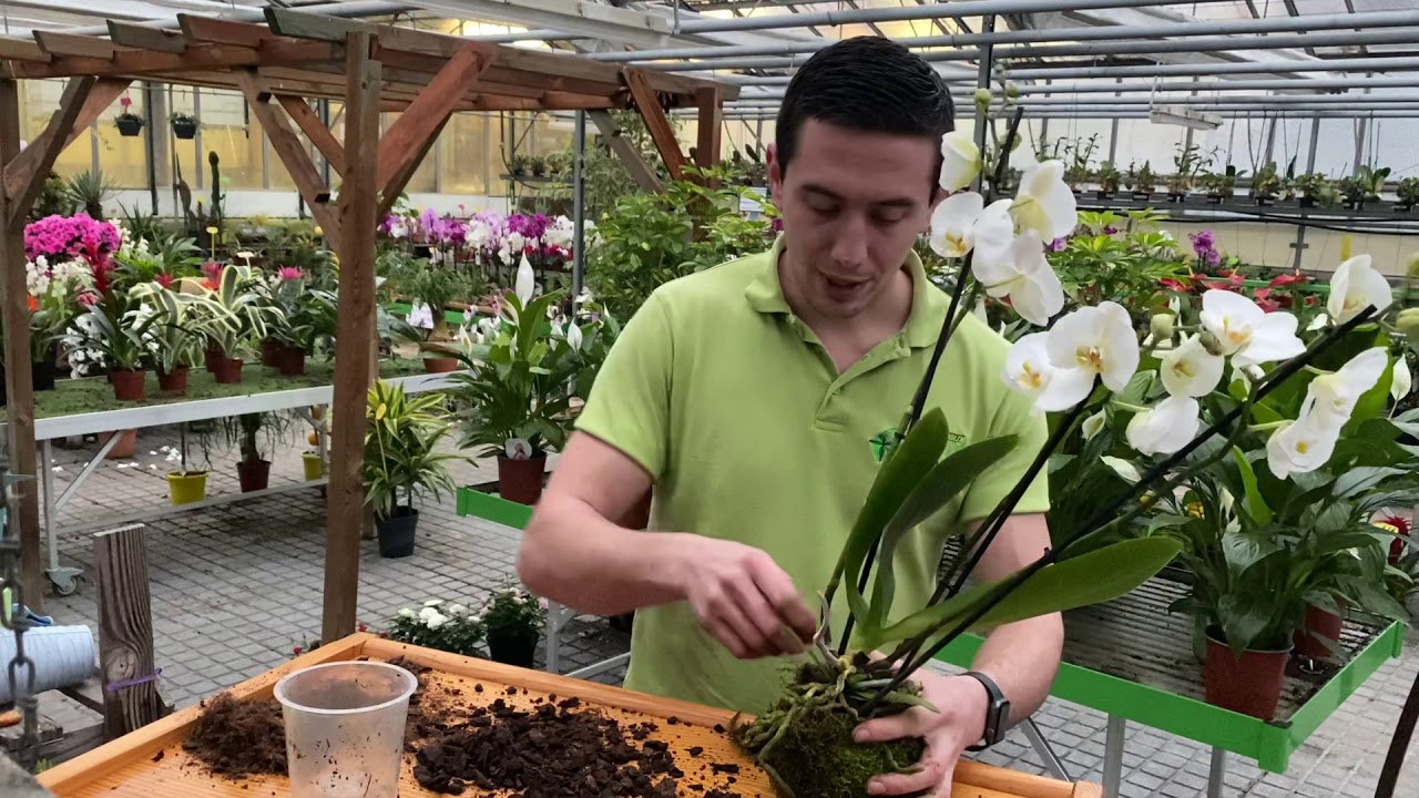 TUTO : réalisez votre orchidée en Kokedama en moins de 5 minutes !