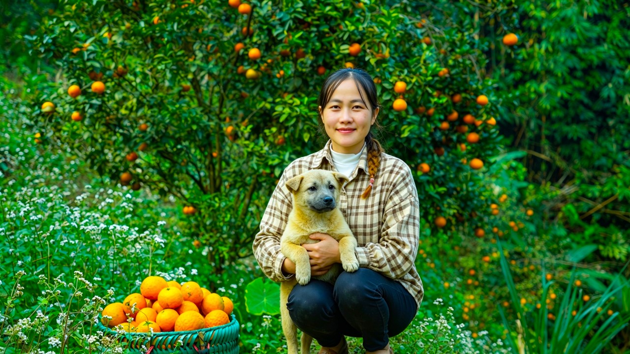 A Single Mother Goes Deep into the Forest to Harvest Oranges to Sell | Off-Grid Living