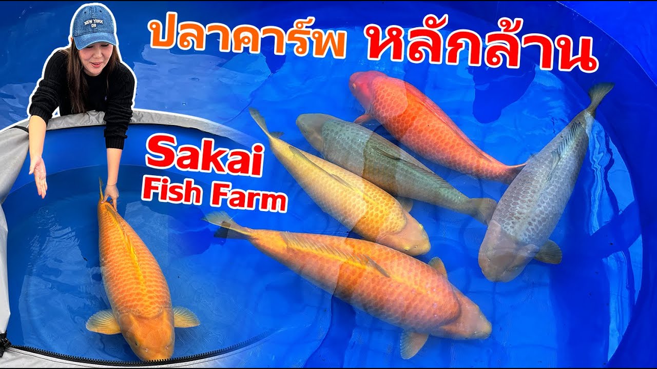 ปลาหลักล้าน วันสุดท้ายที่ Sakai EP:8 Nisai  season sakai fish farm 2024.