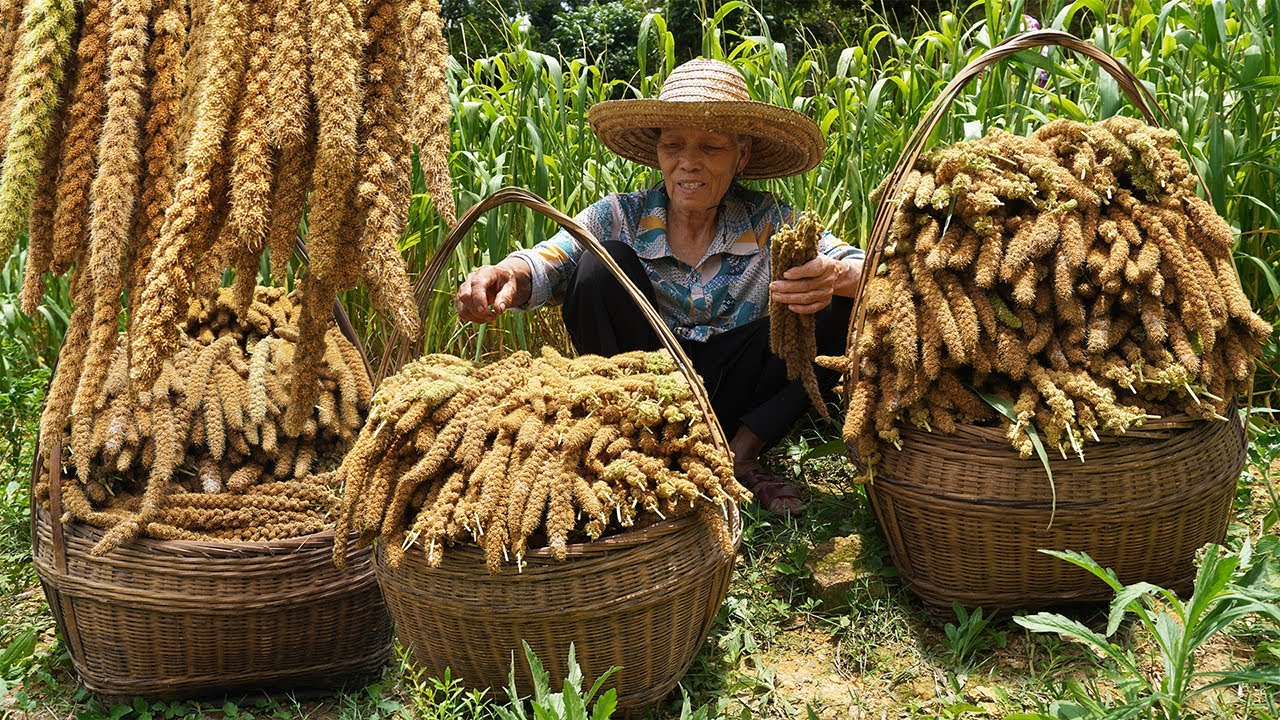 yellow millet chinese food｜長得像辮子一樣的黃小米，阿婆跟女兒花6小時製作傳統糍粑，滿滿愛的味道｜广西 美食 ｜玉林阿婆