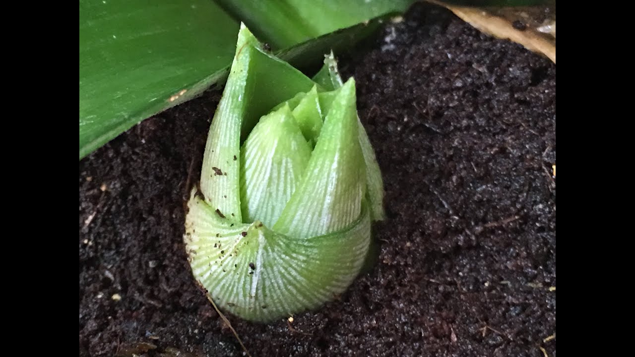 Pineapple Plant Producing Babies