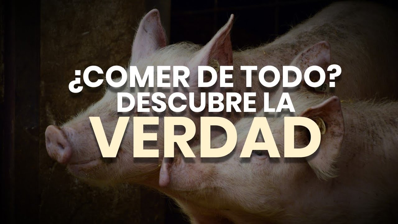 ¿COMER DE TODO? LA BIBLIA PROHÍBE COMER CERDO - Raíces Hebreas