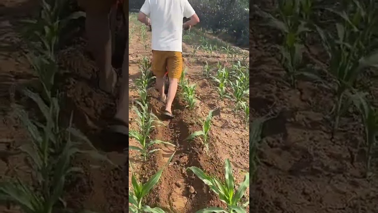 Multifunctional weeder small household agricultural weeding machine corn micro rotary tiller#corn