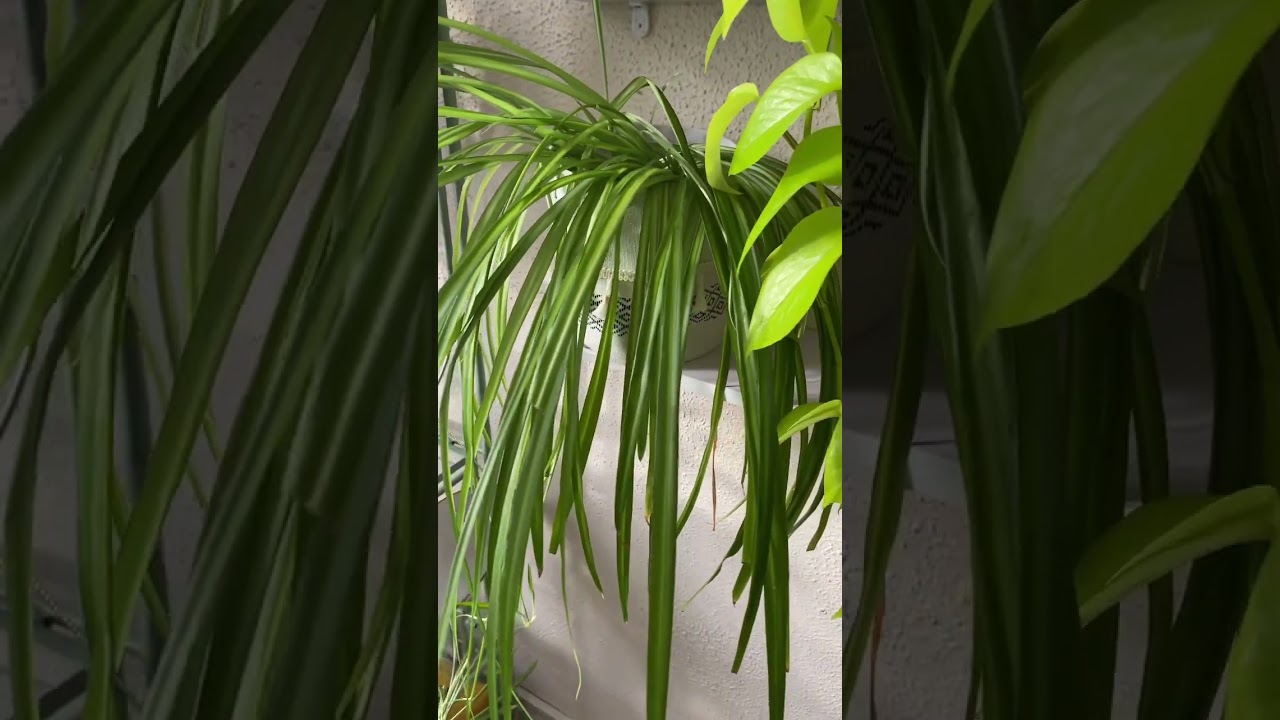 Spider Plant #houseplants #indoorplants #indoorjungle #plantlover #plants #spiderplant
