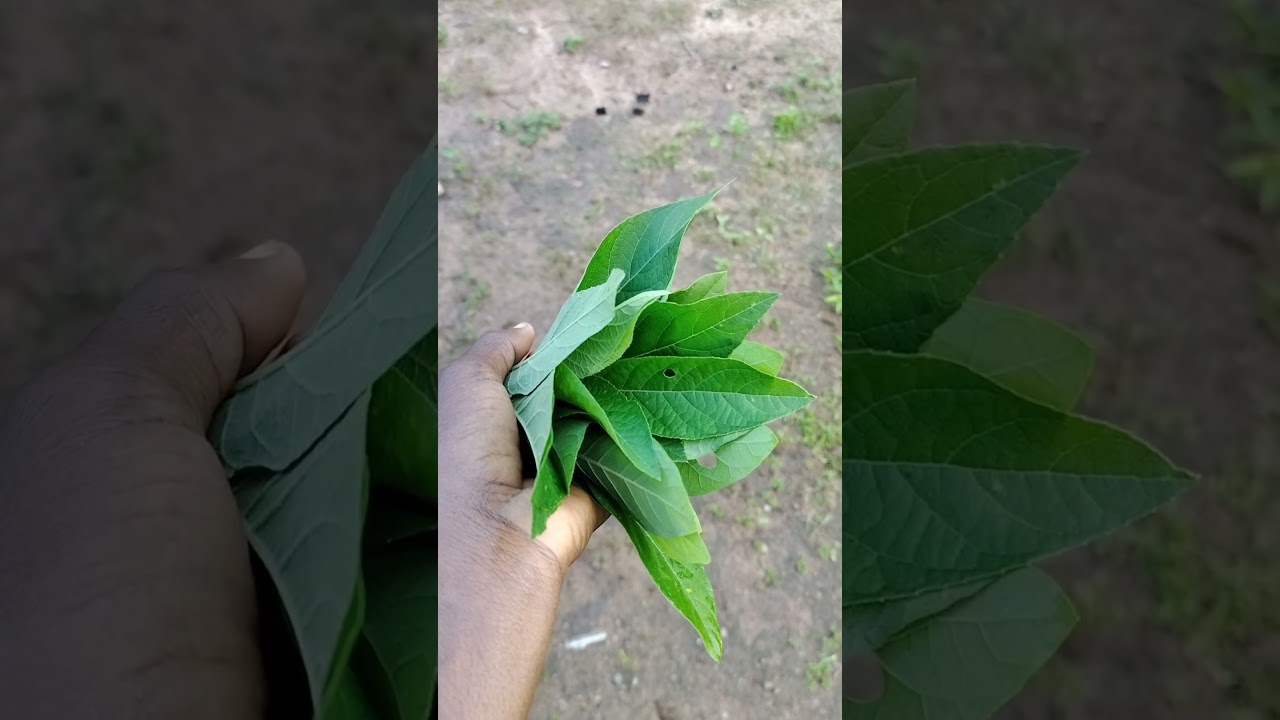 Magical effect of bitter leaves #homeremedies #cure #organic #doityourself
