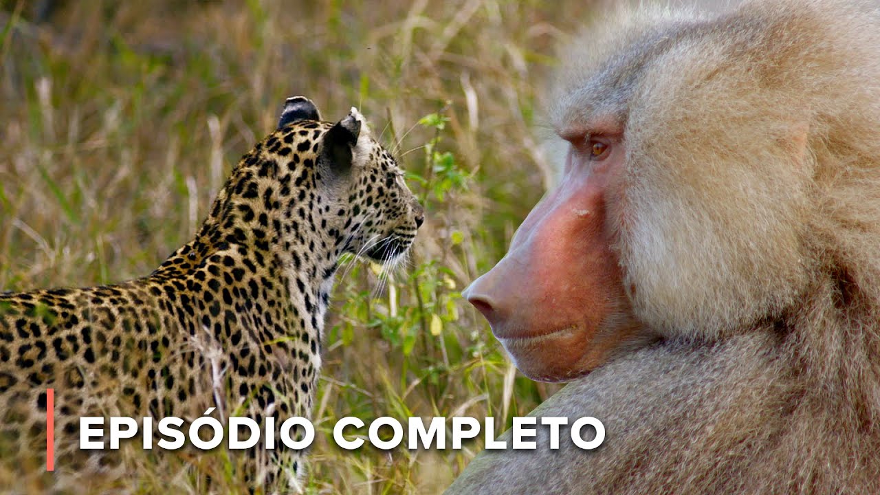 Clãs de babuínos Hamadryas lutam por território | Ícones da Vida Silvestre 107