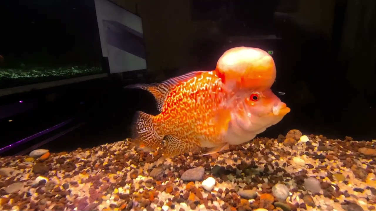 Flama mi pez flowerhorn  