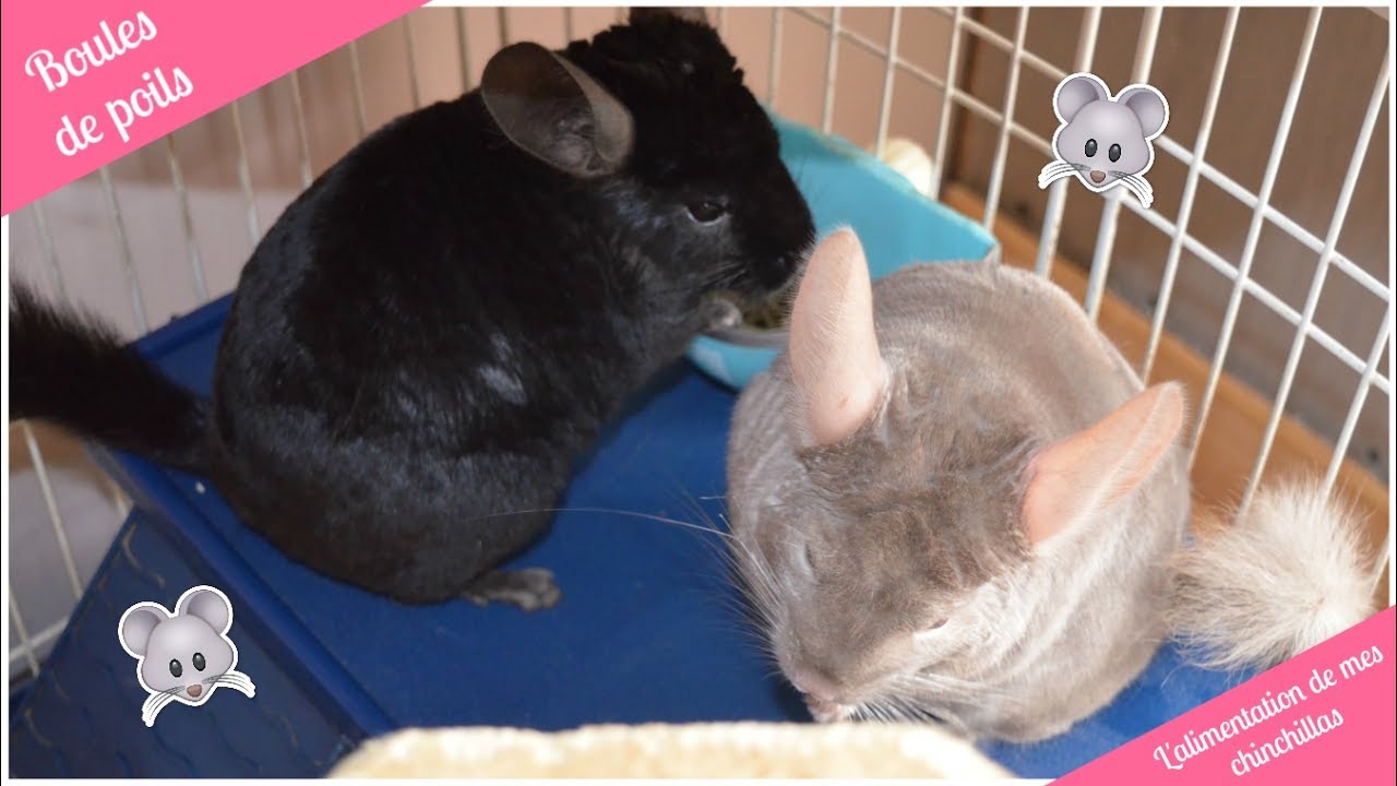 ➳ L'ALIMENTATION DE MES CHINCHILLAS [ ♥ BOULES DE POILS ♥ ]