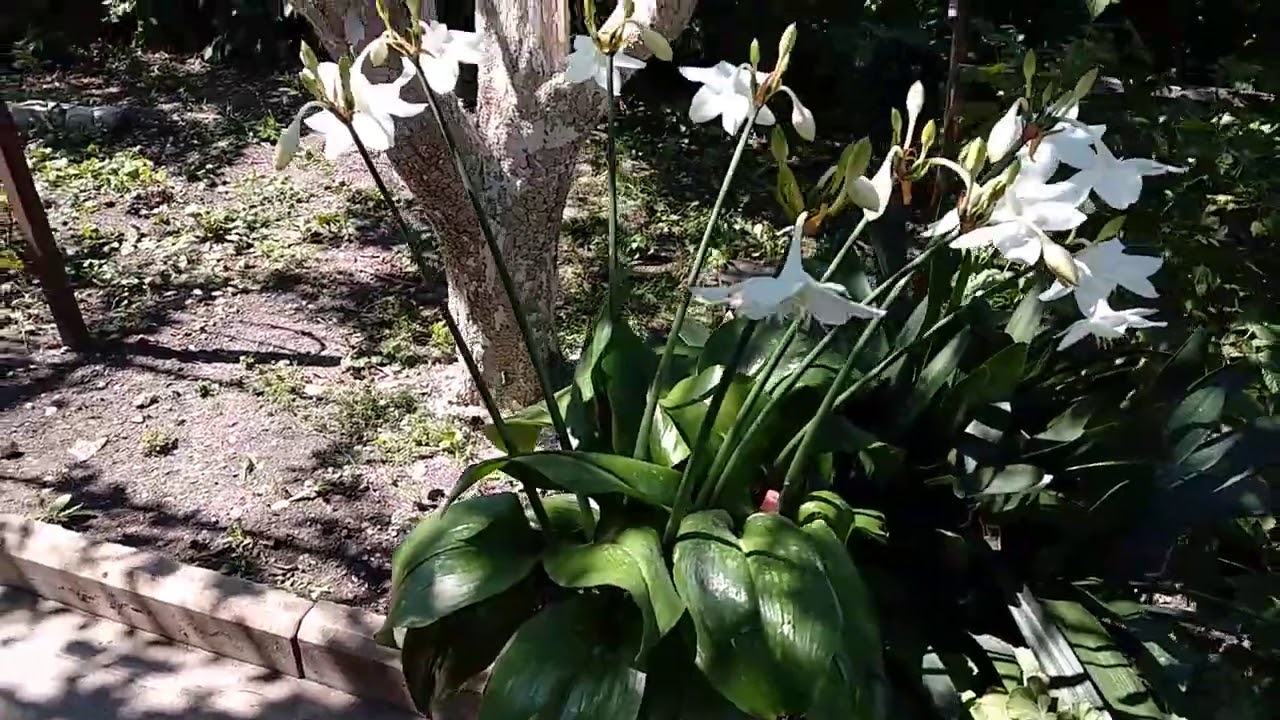 Эухарис. Если погибли листья.