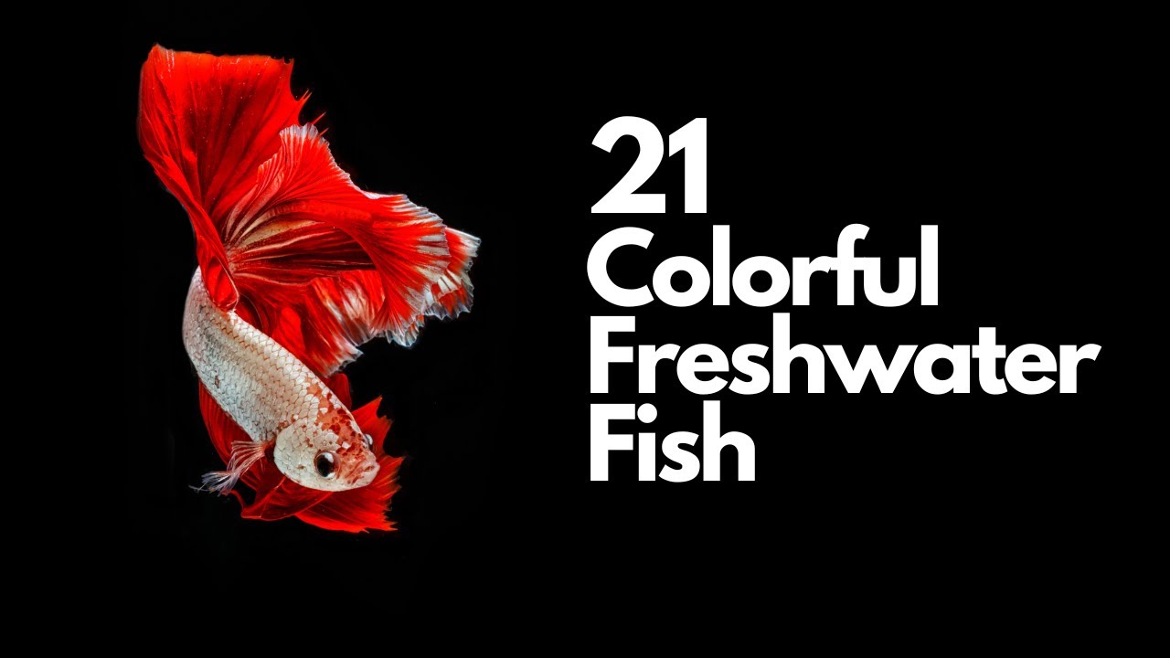 Cool & Colorful Freshwater Fish for Your Aquarium
