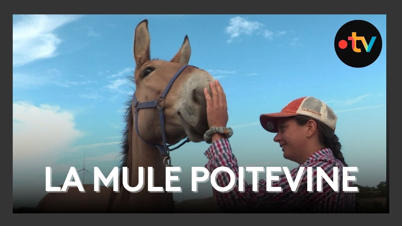 La mule poitevine à l’honneur à Luchapt dans la Vienne