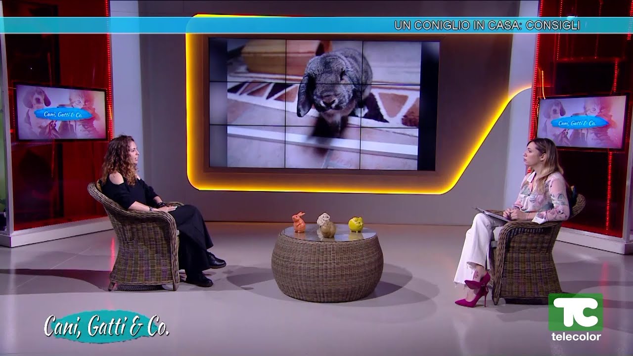 Speciale coniglio in casa: consigli