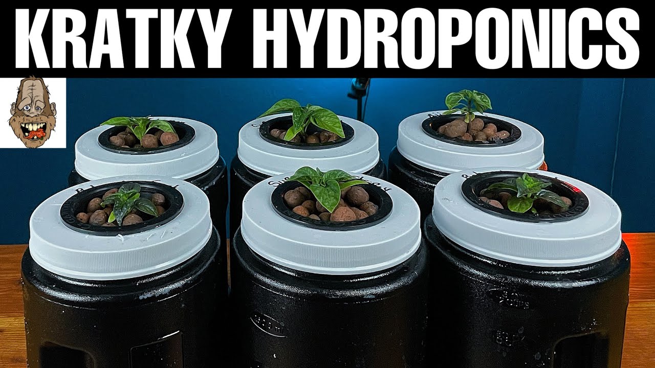 Пересадка из почвы на короткую гидропонику