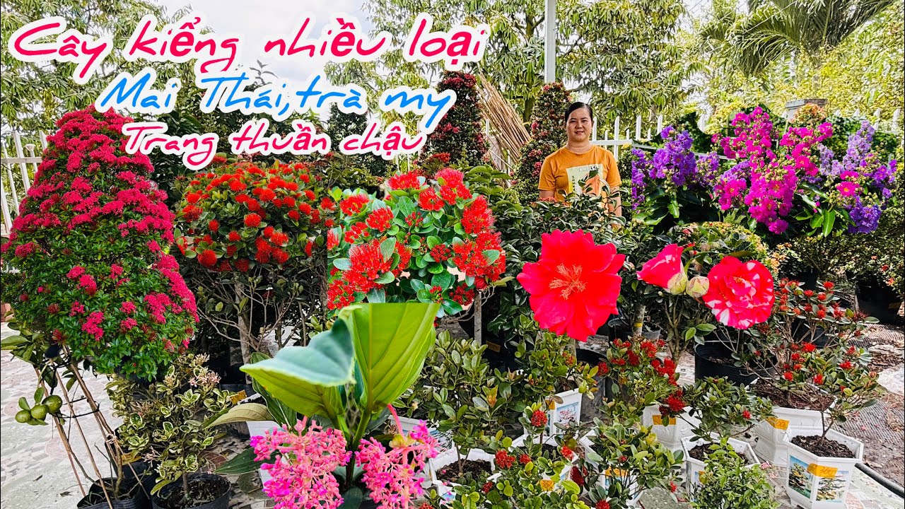 Mai Thái đỏ,trà my,trang thuần chậu nhiều loại chào bán..14/03😘📲 0977.416.876.Ken