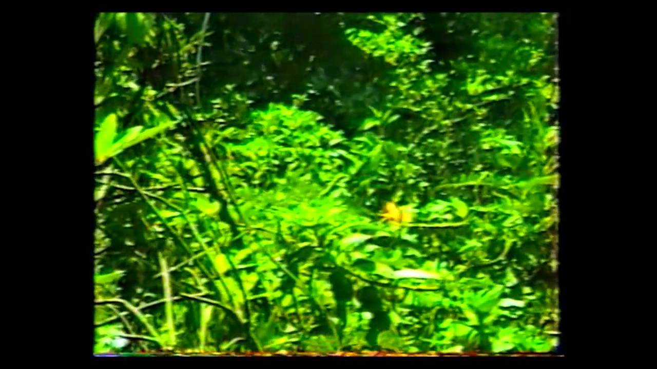 Lago Ypoa  1990