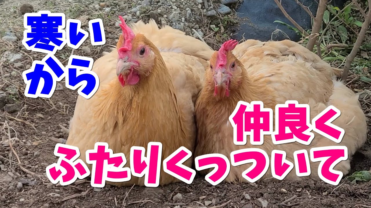 寒い日は仲良く寄り添うにわとり【名古屋コーチン】