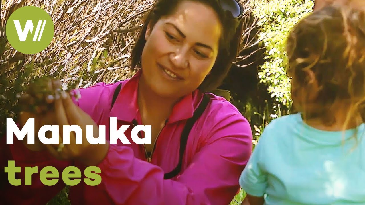 The importance of Manuka trees for beekeeping in New Zealand