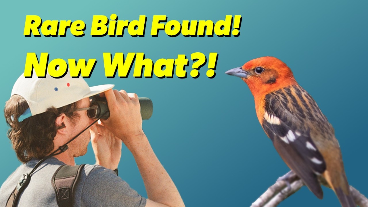 What to do when you find a rare bird