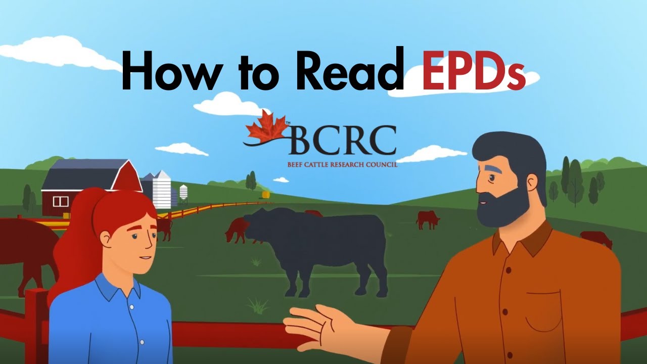 How to read EPDs (expected progeny differences)