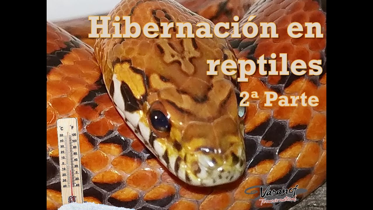 Hibernaci&oacute;n de reptiles segunda parte