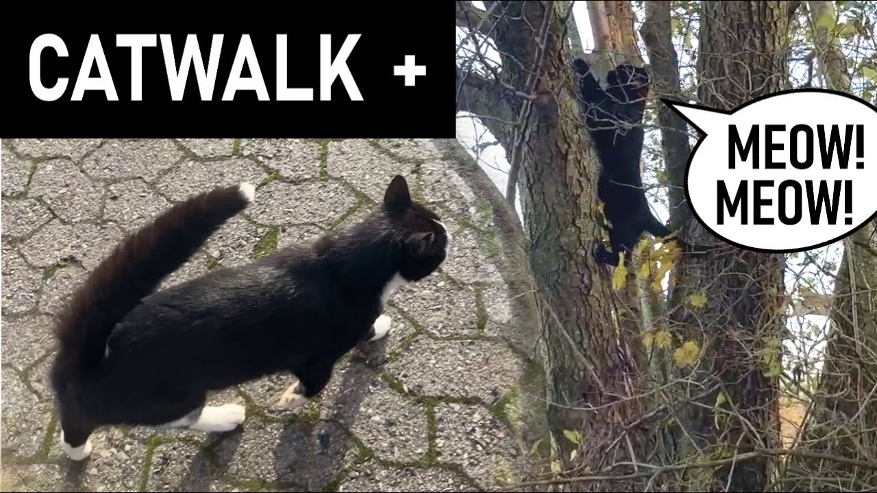 Starting with Mads, then meeting another cat (very cute!)
