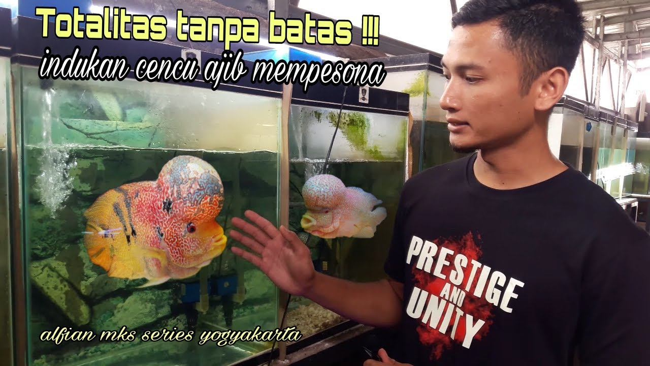 DEMI MENCETAK MATERI LOUHAN BERKWLITAS|| MAS ALFIAN RELA MENGUMPULKAN INDUKAN INDUKAN LOUHAN TERBAIK