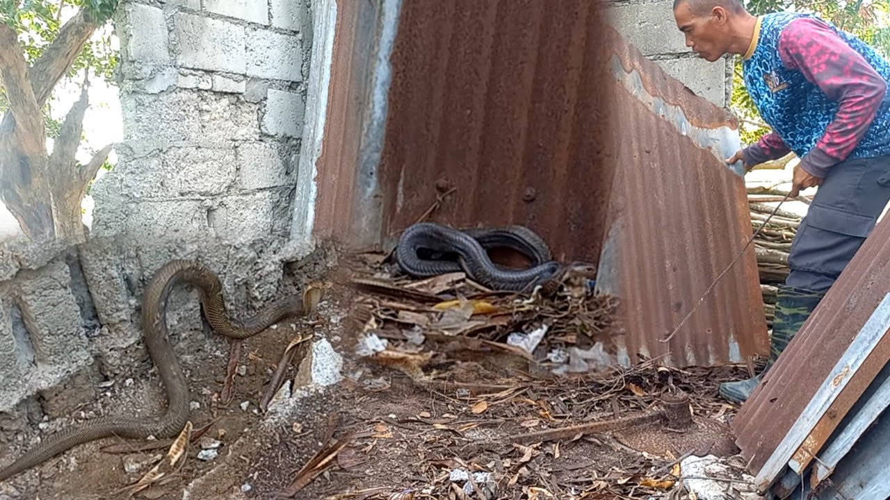 TATLONG COBRA SA HERMOSA, BATAAN | JTG Kamandag
