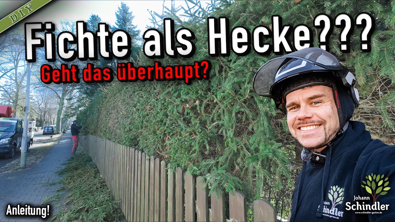 Hecke so richtig radikal schneiden: Darauf musst du unbedingt achten! [Anleitung]