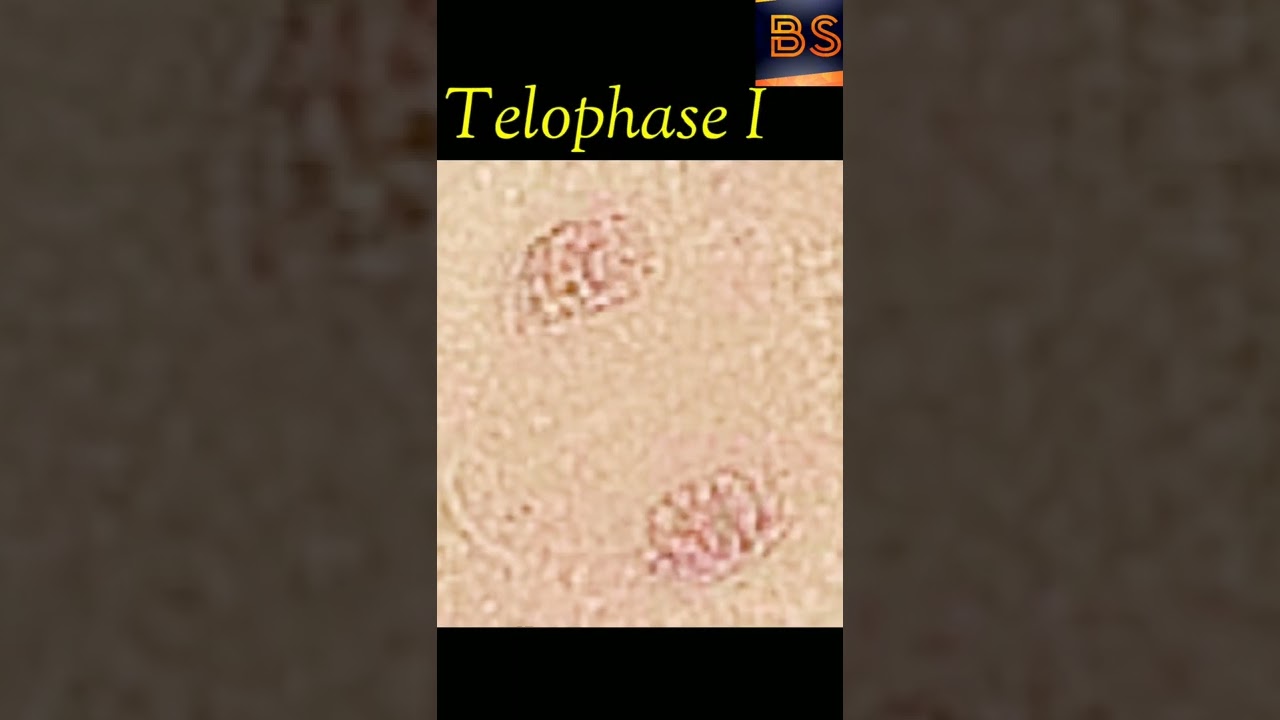 Cell division: Meiosis | Botanical studies | Dr. Varsha Khude