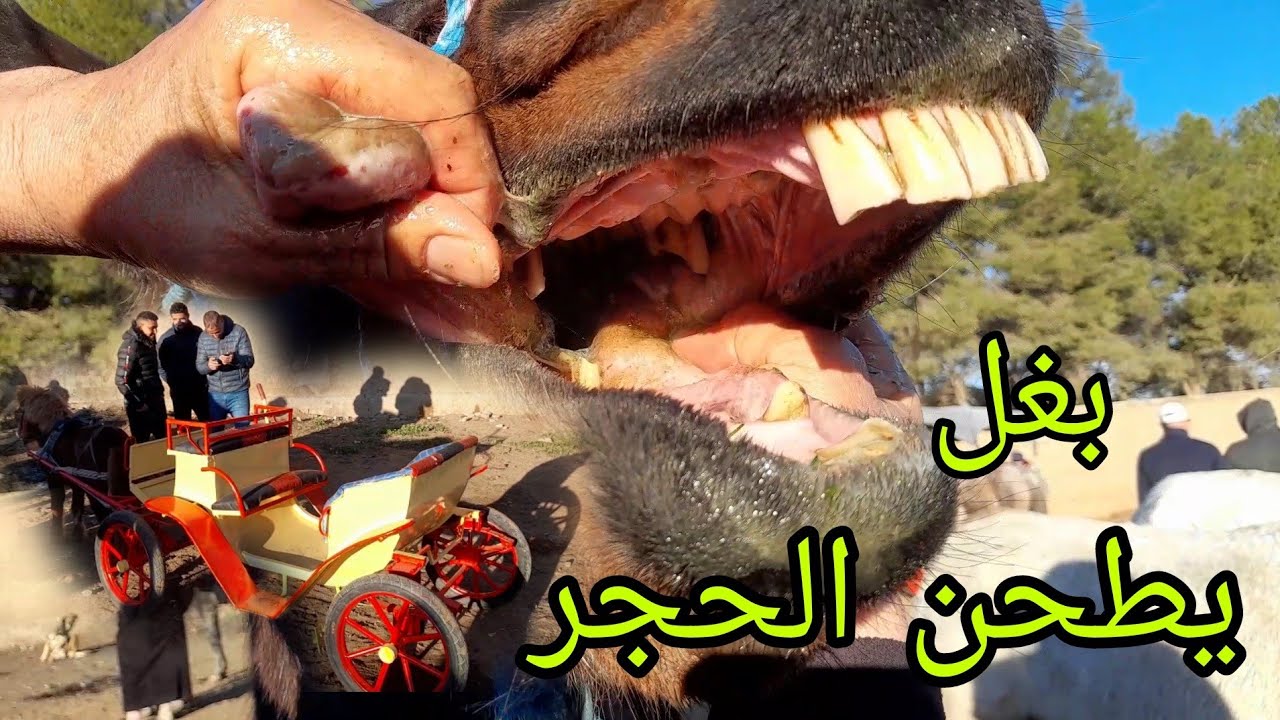 ثمن خيول جران والبغال من سوق الثلاثاء الخميسات  بغل يطحن الحجر 😱😱😱2024