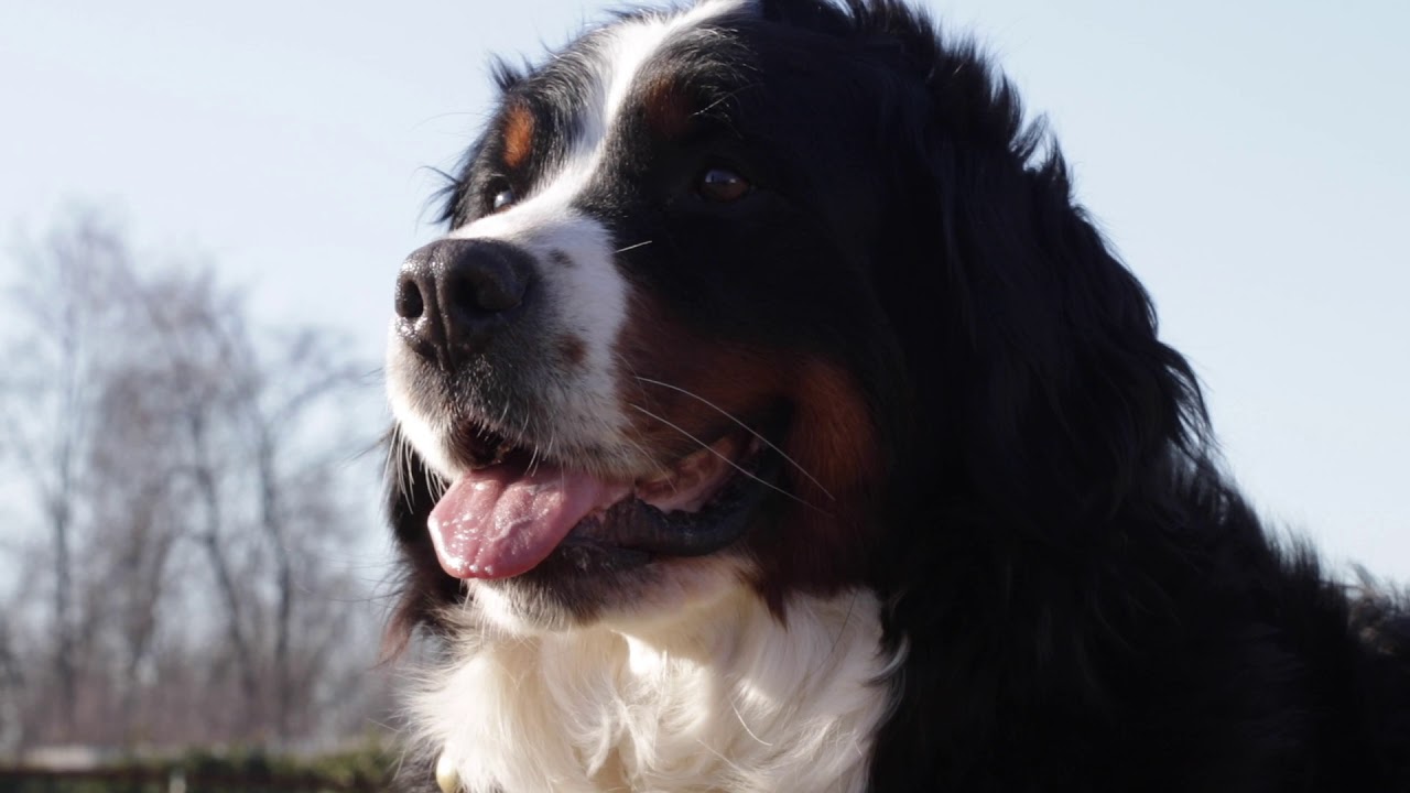 Razza Bovaro Del Bernese