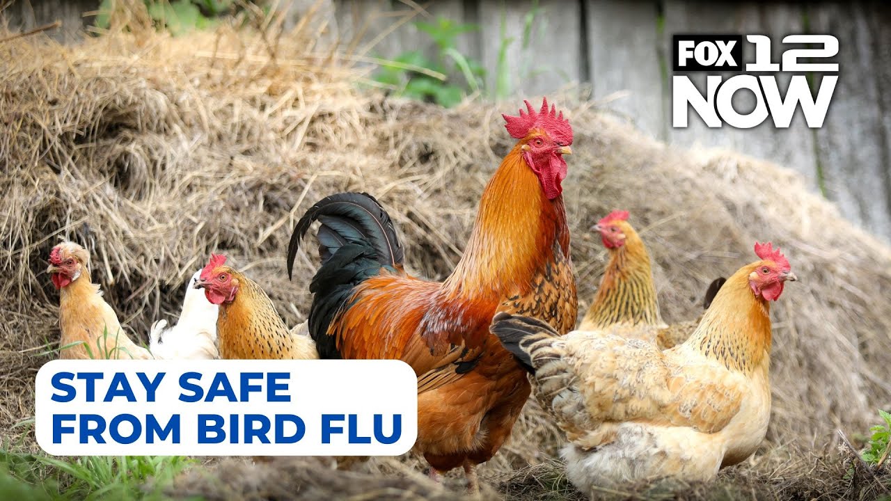Oregon health officials share farm animal safety tips amid bird flu concerns