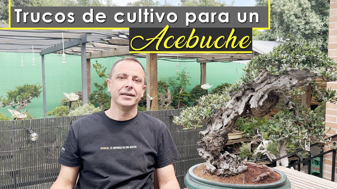 Trucos para cultivar tu acebuche