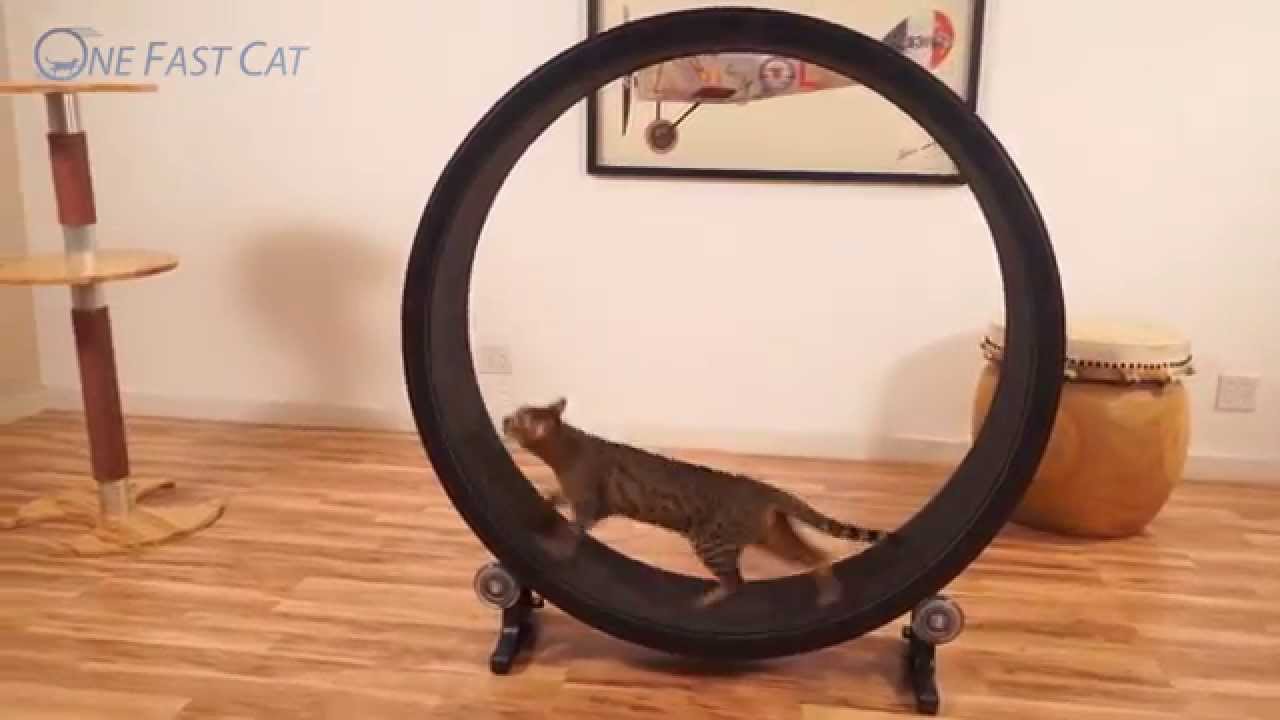 One Fast Cat Exercise Wheel, with Customer Videos