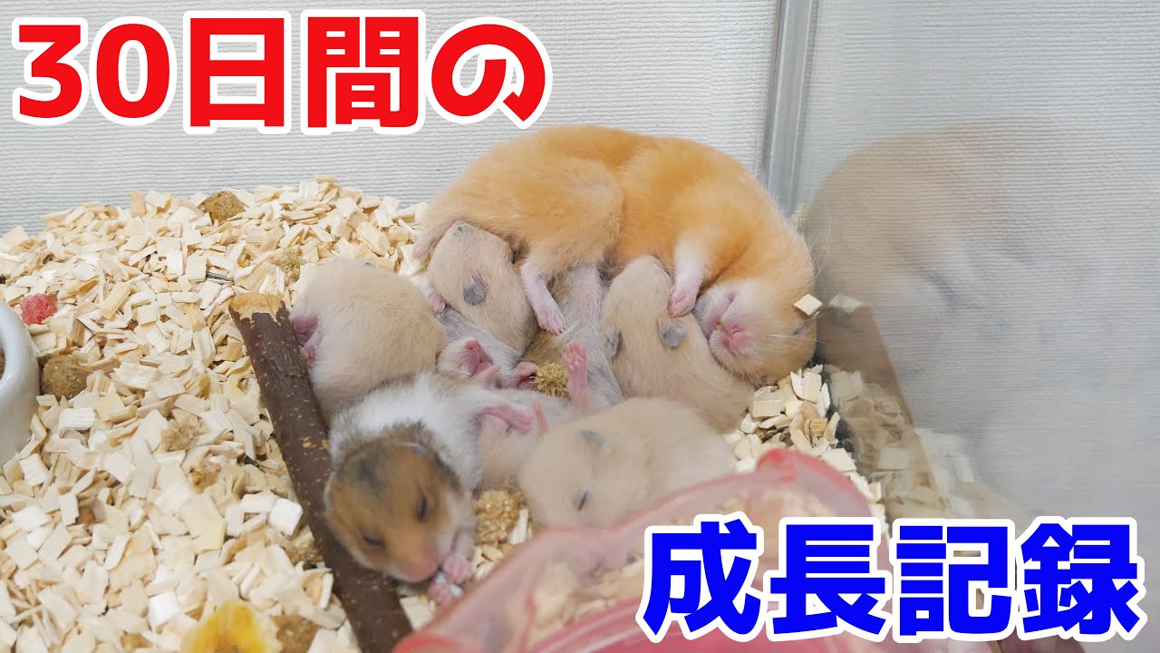一生の思い出に。ゴールデンハムスター赤ちゃんの生後0日から30日までの成長記録