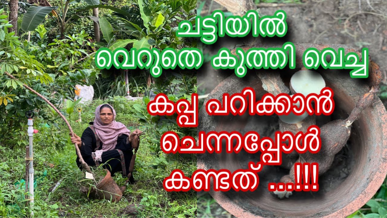 കപ്പ കൃഷി ചട്ടിയിൽ | Kappa Krishi | Tapioca Farming Tips Malayalam | മഞ്ഞ കപ്പ | Farming in Pots