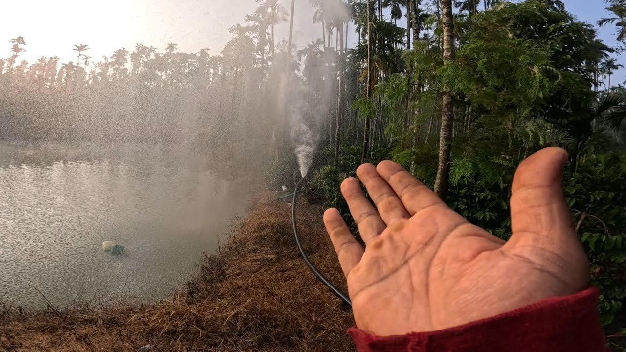 WHY WE NEED  WATER FOR BLACK PEPPER PLANTS IN JANUARY
