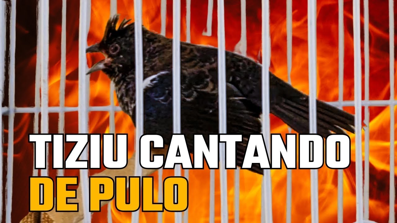Tiziu cantando de pulo pássaro quente para fibrar seus machos e esquentar as fêmeas !!