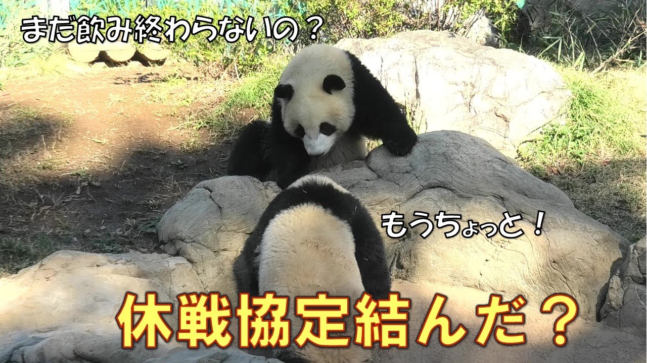 11/25双子パンダの休戦協定？水飲み中は攻撃しないと約束してるのか律儀に待ってる！giantpanda @tokyo 上野動物園